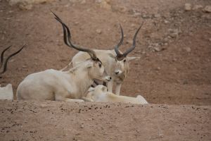 Oryx Relatives 